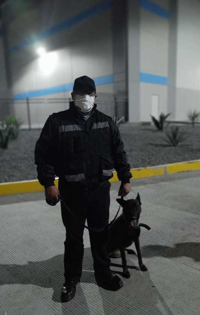 Elemento canino&nbsp;